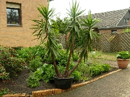 This palm stands in the garden of my friend